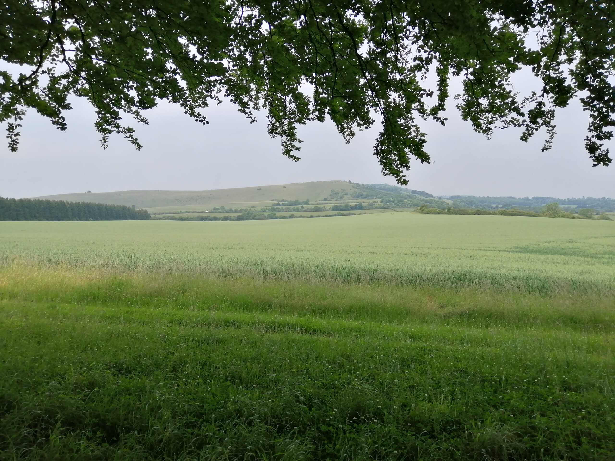 Ladle Hill North Wessex Downs National Landscape