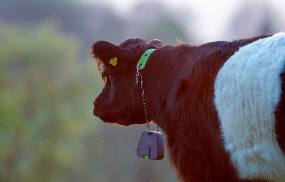 Belted Galloway with NoFence collar Belted Galloway with NoFence collar