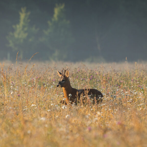 deer in field of grass