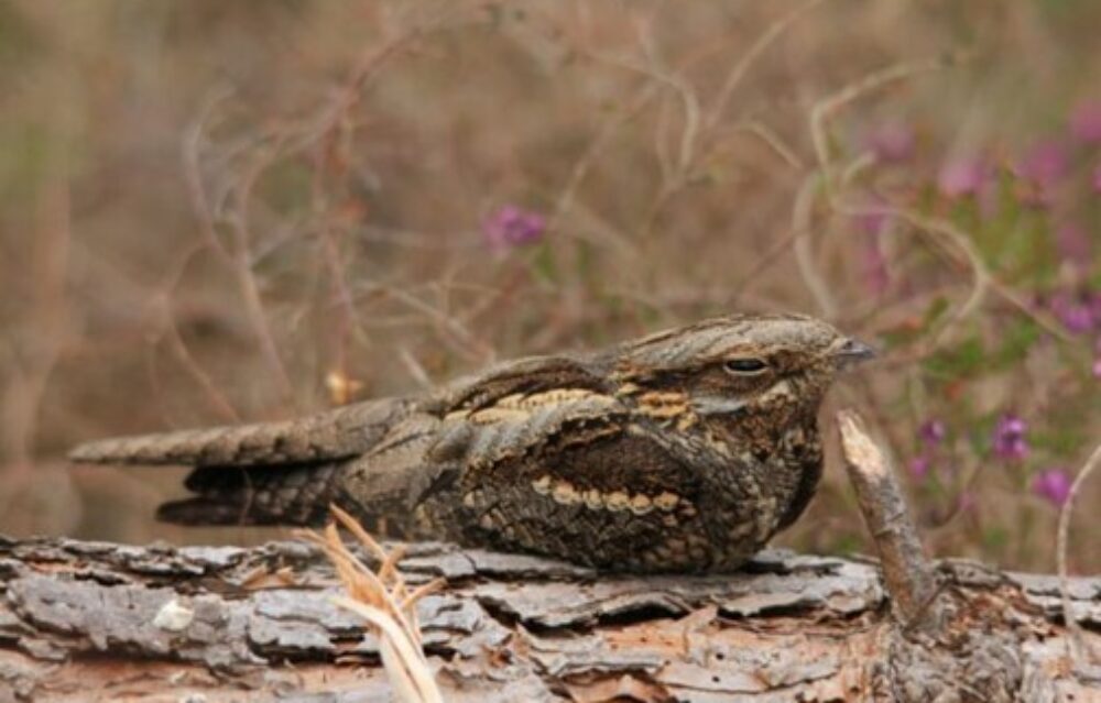Nightjar-roosting-in-heathland Nightjar-roosting-in-heathland