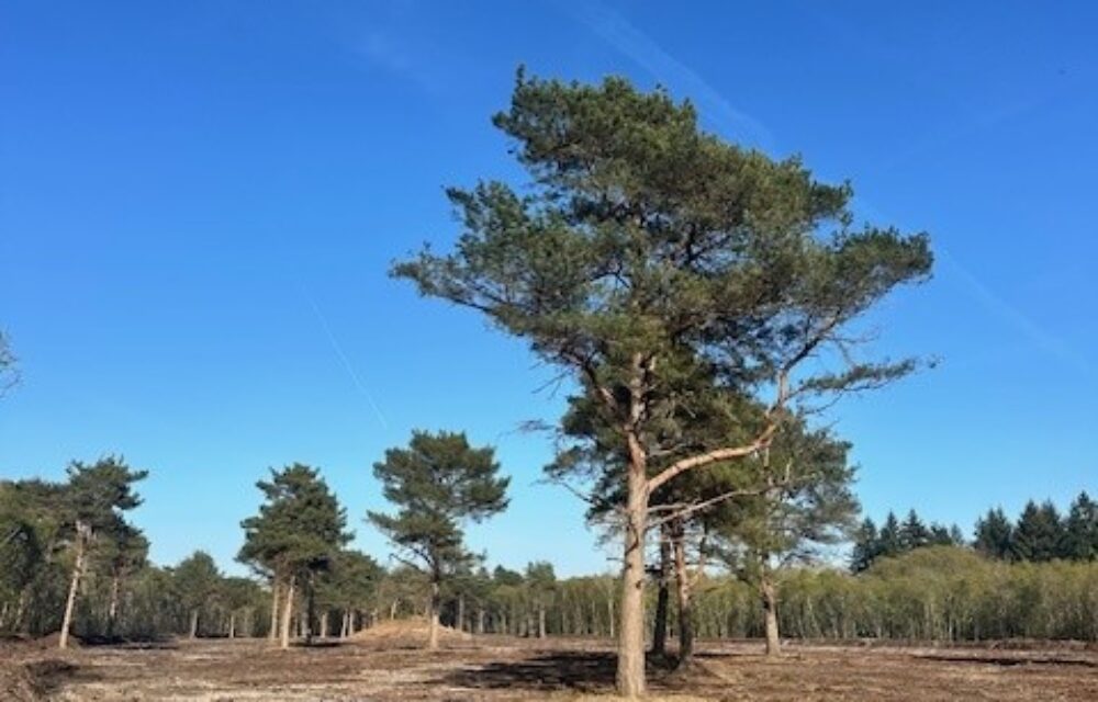 Bucklebury Common - trees cleared
