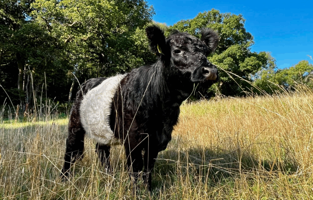 Belted Galloway at Bucklebury Estate