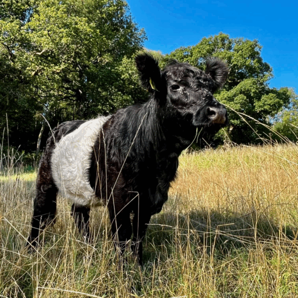 Belted Galloway at Bucklebury Estate