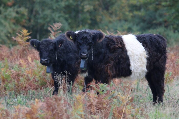 Bucklebury Common heathland and wood pasture restoration