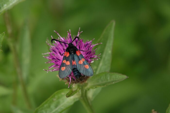 Tidcombe chalk grassland restoration