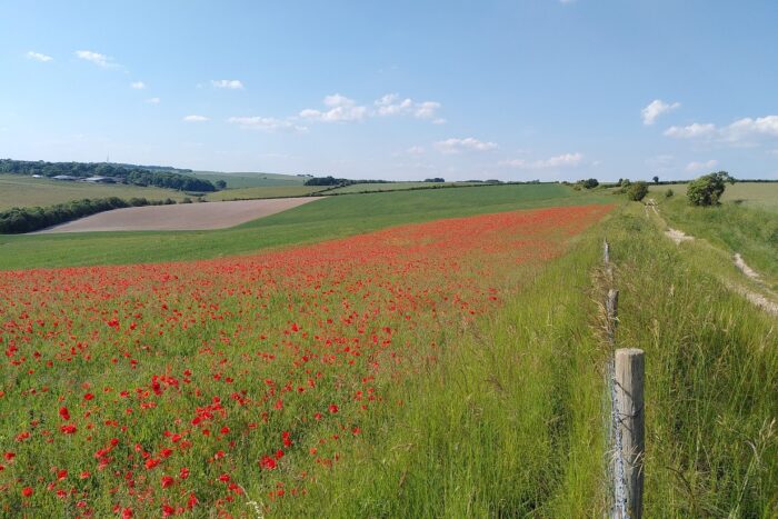 Sheepdrove Farm arable wildflowers and dew ponds