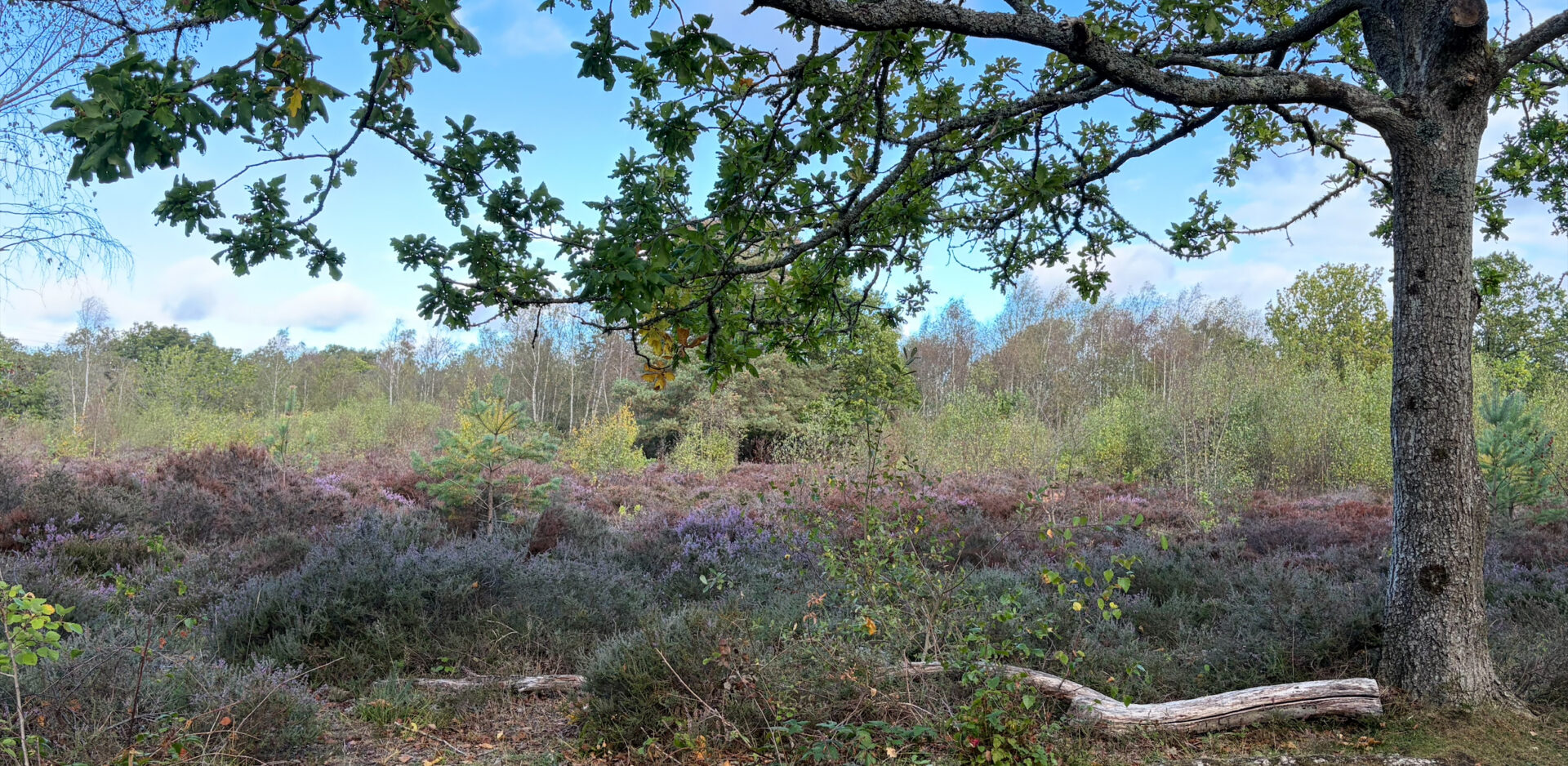 Snelsmore Common Heathland View