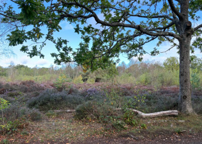 Snelsmore Common Heathland View
