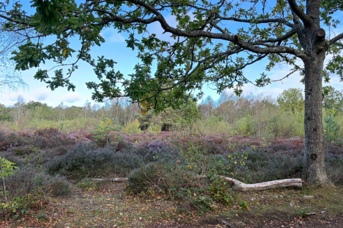 Snelsmore Common Heathland View