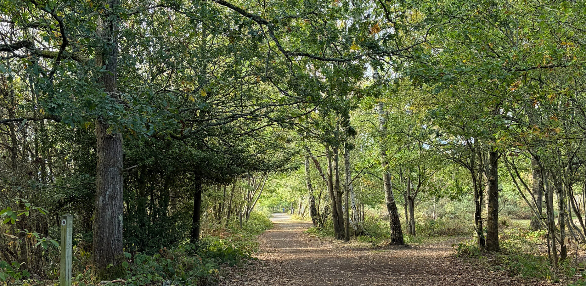 Snelmore Walk View