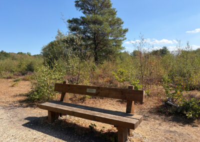 Snelsmore Bench 1