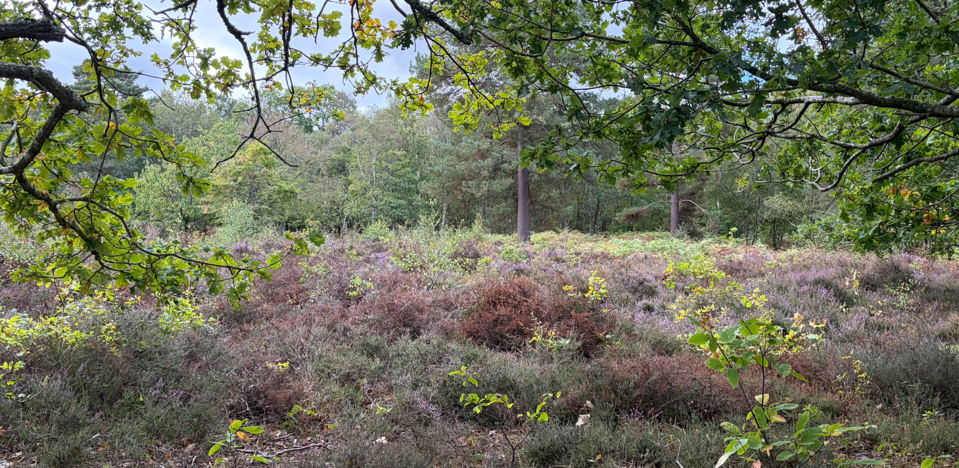 Snelsmore Common Heathland