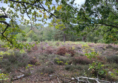 Snelsmore Common Heathland